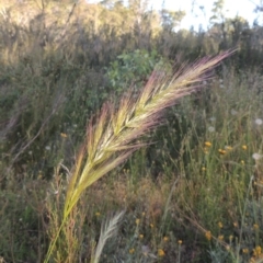 Dichelachne sp. (Plume Grasses) at Conder, ACT - 30 Nov 2020 by MichaelBedingfield