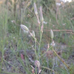 Thysanotus tuberosus subsp. tuberosus (Common Fringe-lily) at Tuggeranong Hill - 30 Nov 2020 by michaelb