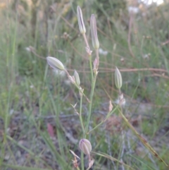 Thysanotus tuberosus subsp. tuberosus (Common Fringe-lily) at Conder, ACT - 30 Nov 2020 by michaelb