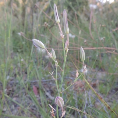 Thysanotus tuberosus subsp. tuberosus (Common Fringe-lily) at Conder, ACT - 30 Nov 2020 by MichaelBedingfield