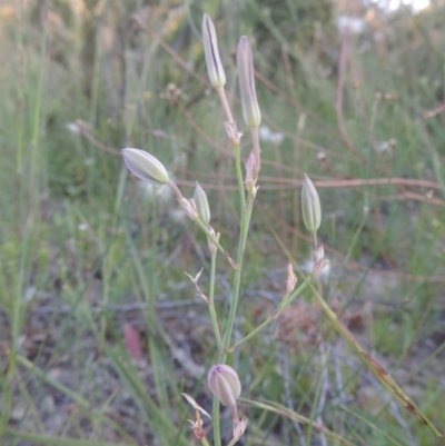 Thysanotus tuberosus subsp. tuberosus (Common Fringe-lily) at Conder, ACT - 30 Nov 2020 by michaelb