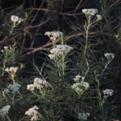 Cassinia longifolia (Shiny Cassinia, Cauliflower Bush) at Conder, ACT - 30 Nov 2020 by MichaelBedingfield