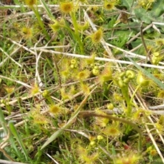 Drosera (genus) (A Sundew) at Nangus, NSW - 3 Sep 2005 by abread111