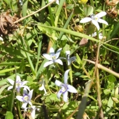 Isotoma fluviatilis subsp. australis (Swamp Isotome) at Jones Creek, NSW - 22 Nov 2005 by abread111