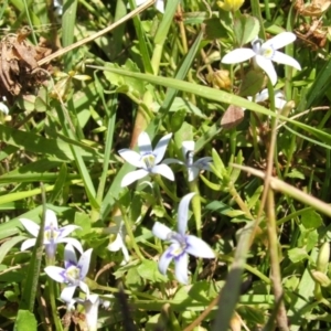 Isotoma fluviatilis subsp. australis at Jones Creek, NSW - 22 Nov 2005