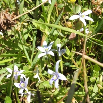 Isotoma fluviatilis subsp. australis (Swamp Isotome) at Jones Creek, NSW - 22 Nov 2005 by abread111