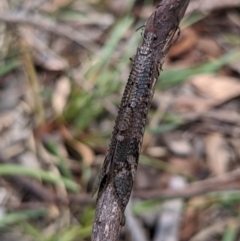 Glenoleon pulchellus (Antlion lacewing) at Currawang, NSW - 19 Jan 2021 by camcols