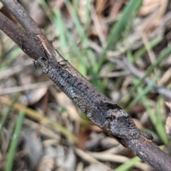 Glenoleon pulchellus at Currawang, NSW - 19 Jan 2021