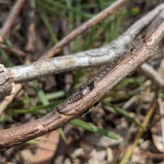 Glenoleon pulchellus at Currawang, NSW - suppressed