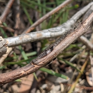 Glenoleon pulchellus at Currawang, NSW - suppressed