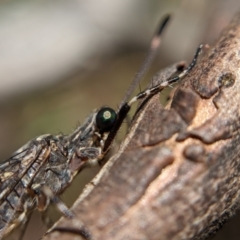 Glenoleon pulchellus at Currawang, NSW - 19 Jan 2021