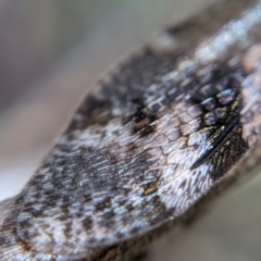 Glenoleon pulchellus at Currawang, NSW - suppressed