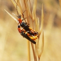 Chauliognathus tricolor (Tricolor soldier beetle) at Cook, ACT - 20 Jan 2021 by trevorpreston