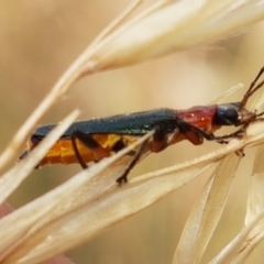 Chauliognathus tricolor at Cook, ACT - 20 Jan 2021 12:01 PM