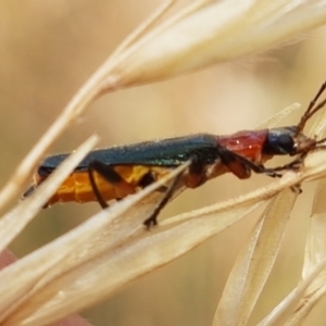 Chauliognathus tricolor at Cook, ACT - 20 Jan 2021