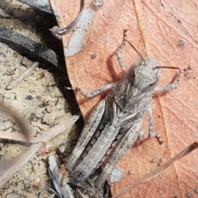 Gastrimargus musicus (Yellow-winged Locust or Grasshopper) at Holt, ACT - 20 Jan 2021 by trevorpreston