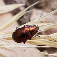 Edusella sp. (genus) (A leaf beetle) at Cook, ACT - 20 Jan 2021 by trevorpreston