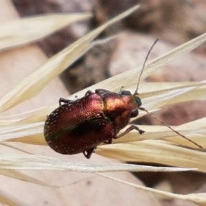 Edusella sp. (genus) at Cook, ACT - 20 Jan 2021