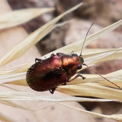 Edusella sp. (genus) (A leaf beetle) at Mount Painter - 20 Jan 2021 by tpreston