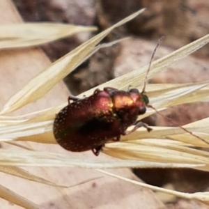 Edusella sp. (genus) at Cook, ACT - 20 Jan 2021