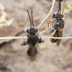 Lipotriches sp. (genus) (Halictid bee) at Cook, ACT - 20 Jan 2021 by tpreston