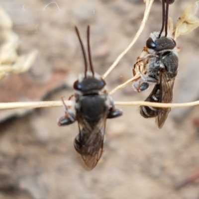 Lipotriches sp. (genus) (Halictid bee) at Cook, ACT - 20 Jan 2021 by trevorpreston