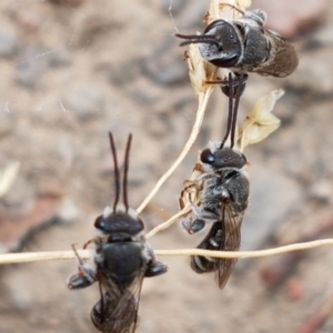 Lipotriches sp. (genus) at Cook, ACT - 20 Jan 2021