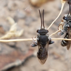 Lipotriches sp. (genus) at Cook, ACT - 20 Jan 2021