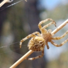 Backobourkia sp. (genus) (An orb weaver) at Cook, ACT - 20 Jan 2021 by tpreston