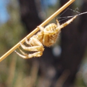 Backobourkia sp. (genus) at Cook, ACT - 20 Jan 2021