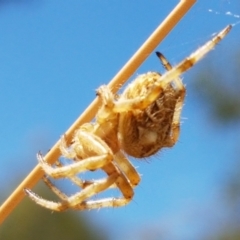 Backobourkia sp. (genus) at Cook, ACT - 20 Jan 2021