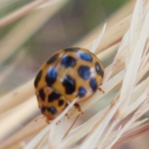 Harmonia conformis at Cook, ACT - 20 Jan 2021 12:28 PM