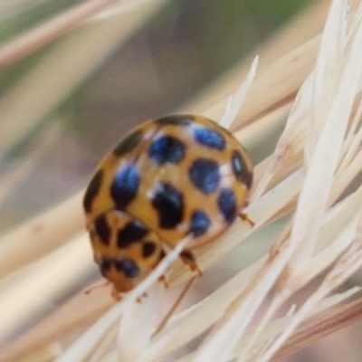 Harmonia conformis (Common Spotted Ladybird) at Cook, ACT - 20 Jan 2021 by trevorpreston