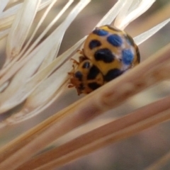 Harmonia conformis at Cook, ACT - 20 Jan 2021 12:28 PM