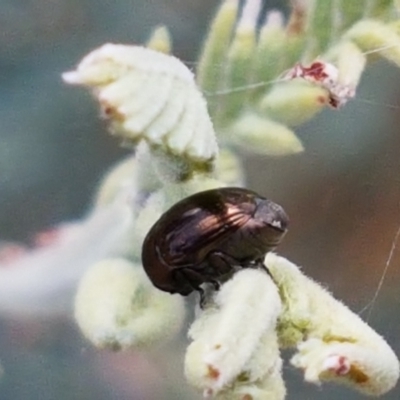 Ditropidus sp. (genus) (Leaf beetle) at Cook, ACT - 20 Jan 2021 by trevorpreston