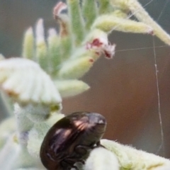 Ditropidus sp. (genus) at Cook, ACT - 20 Jan 2021