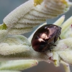 Ditropidus sp. (genus) at Cook, ACT - 20 Jan 2021