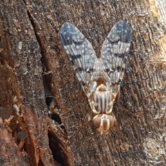 Pyrgotidae sp. (family) (A pyrgotid fly) at Cook, ACT - 20 Jan 2021 by trevorpreston