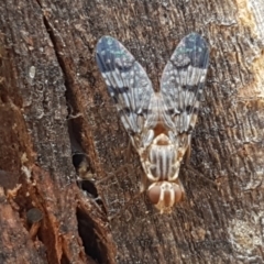 Pyrgotidae sp. (family) (A pyrgotid fly) at Cook, ACT - 20 Jan 2021 by tpreston