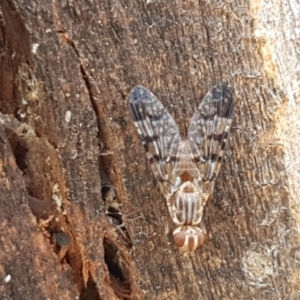 Pyrgotidae sp. (family) at Cook, ACT - 20 Jan 2021 12:36 PM