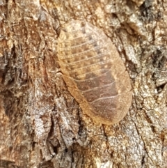 Laxta granicollis (Common bark or trilobite cockroach) at Cook, ACT - 20 Jan 2021 by tpreston