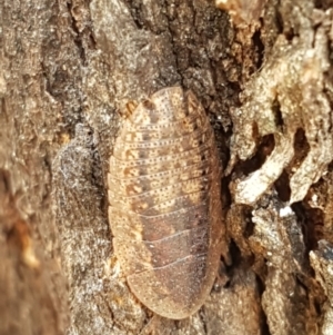 Laxta granicollis at Cook, ACT - 20 Jan 2021 12:37 PM