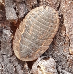 Laxta granicollis at Cook, ACT - 20 Jan 2021 12:37 PM