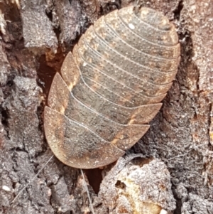 Laxta granicollis at Cook, ACT - 20 Jan 2021 12:37 PM