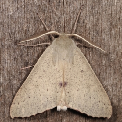 Arhodia lasiocamparia (Pink Arhodia (Oenochrominae)) at Melba, ACT - 7 Jan 2021 by kasiaaus