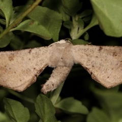 Circopetes obtusata (Grey Twisted Moth) at Melba, ACT - 7 Jan 2021 by kasiaaus