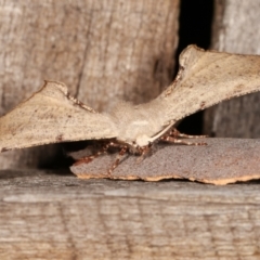 Circopetes obtusata at Melba, ACT - 7 Jan 2021