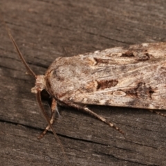 Agrotis munda (Brown Cutworm) at Melba, ACT - 6 Jan 2021 by kasiaaus