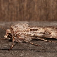 Agrotis munda at Melba, ACT - 7 Jan 2021 12:56 AM