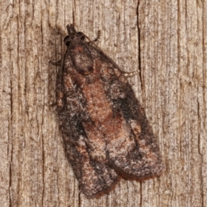 Thrincophora inconcisana at Melba, ACT - 7 Jan 2021